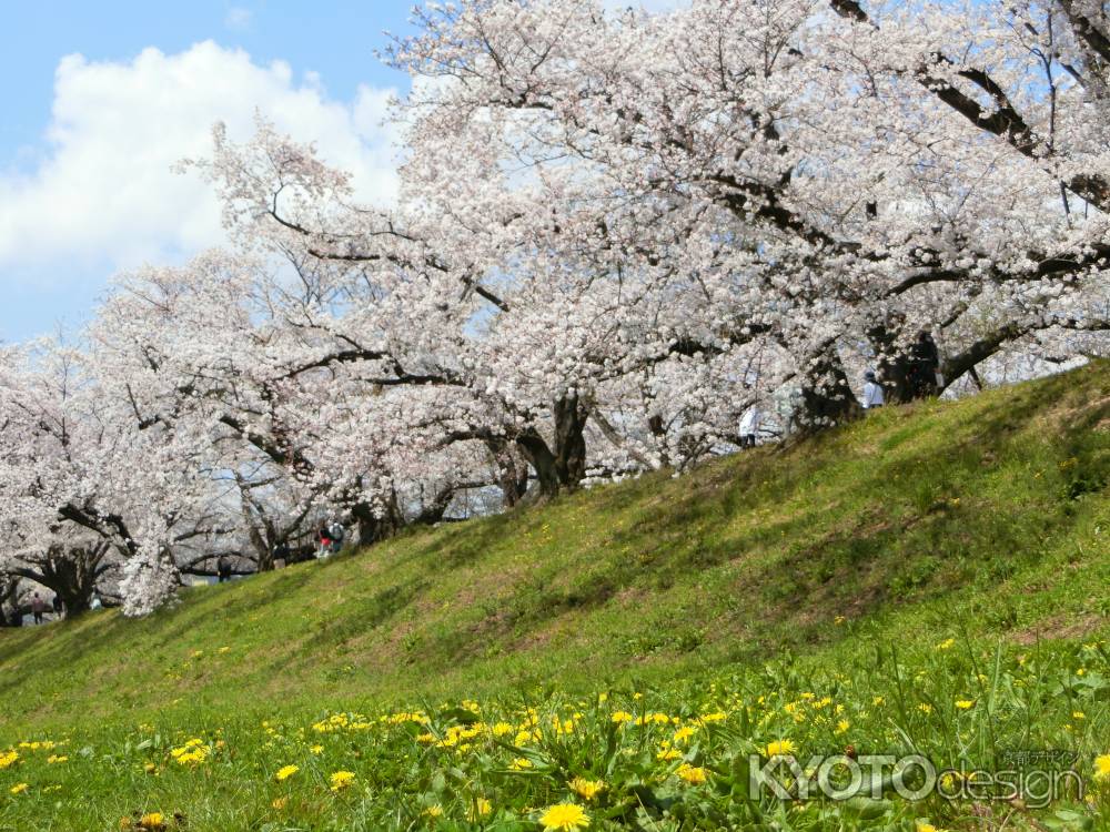 背割り堤桜5