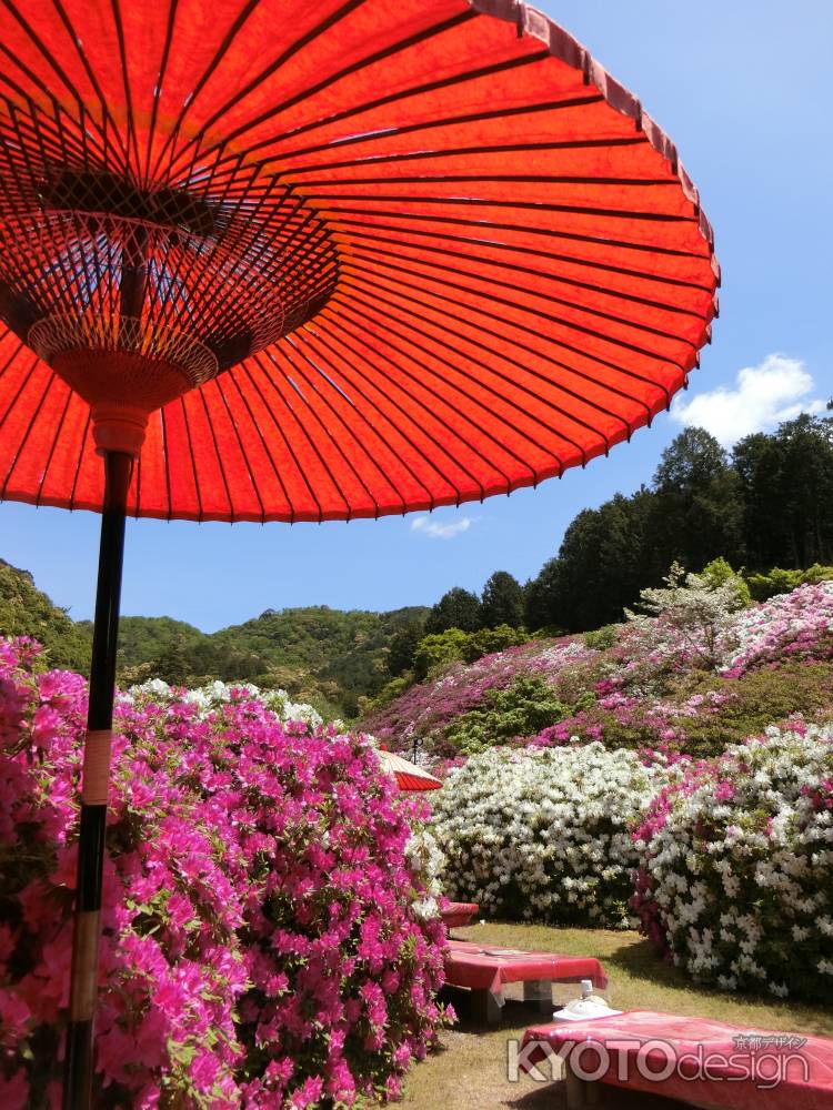 三室戸寺　つつじ