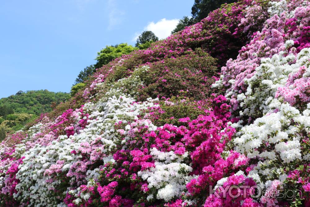 三室戸寺つつじ3