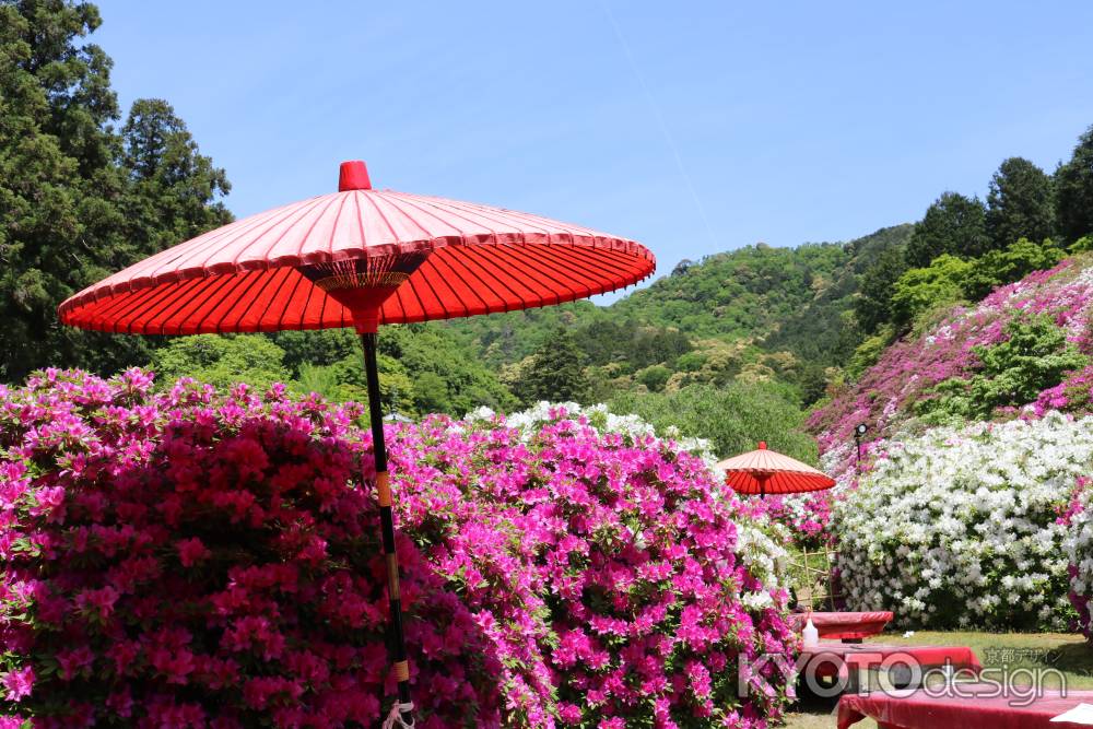 三室戸寺つつじと赤傘