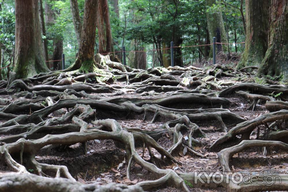 鞍馬山木の根道