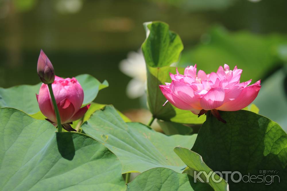 相国寺　茶碗蓮