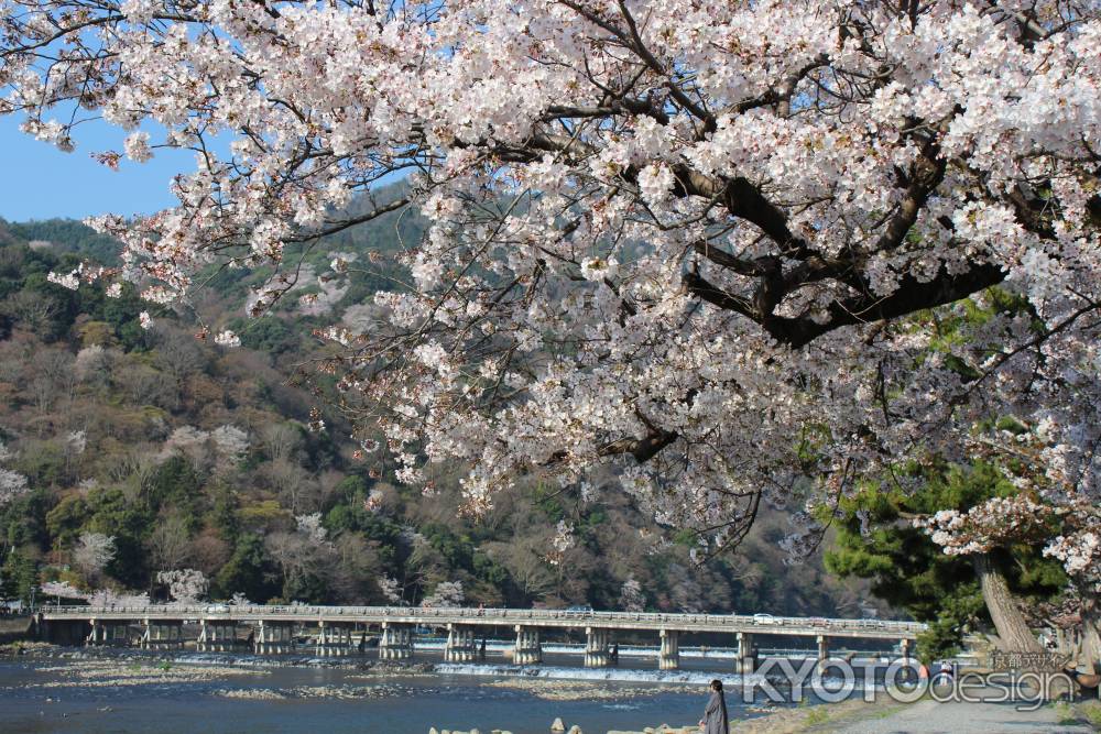 嵐山の桜3