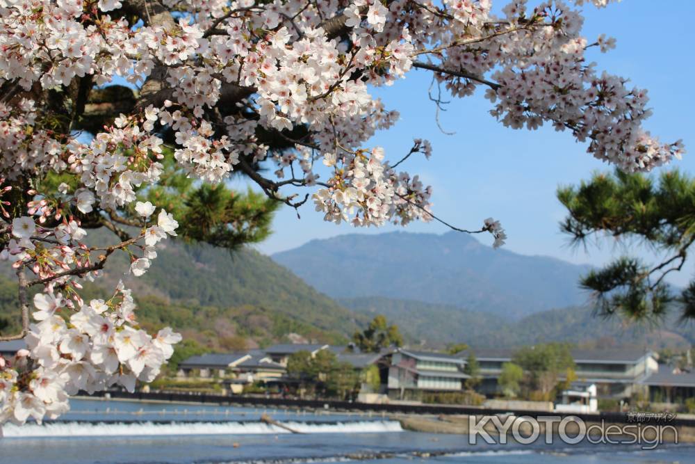 嵐山の桜4