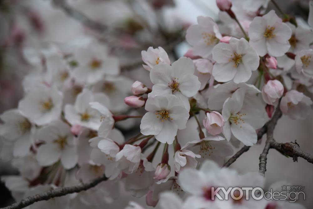 京都府立植物園の桜