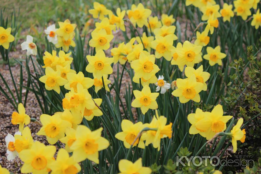 京都府立植物園春の花　スイセン