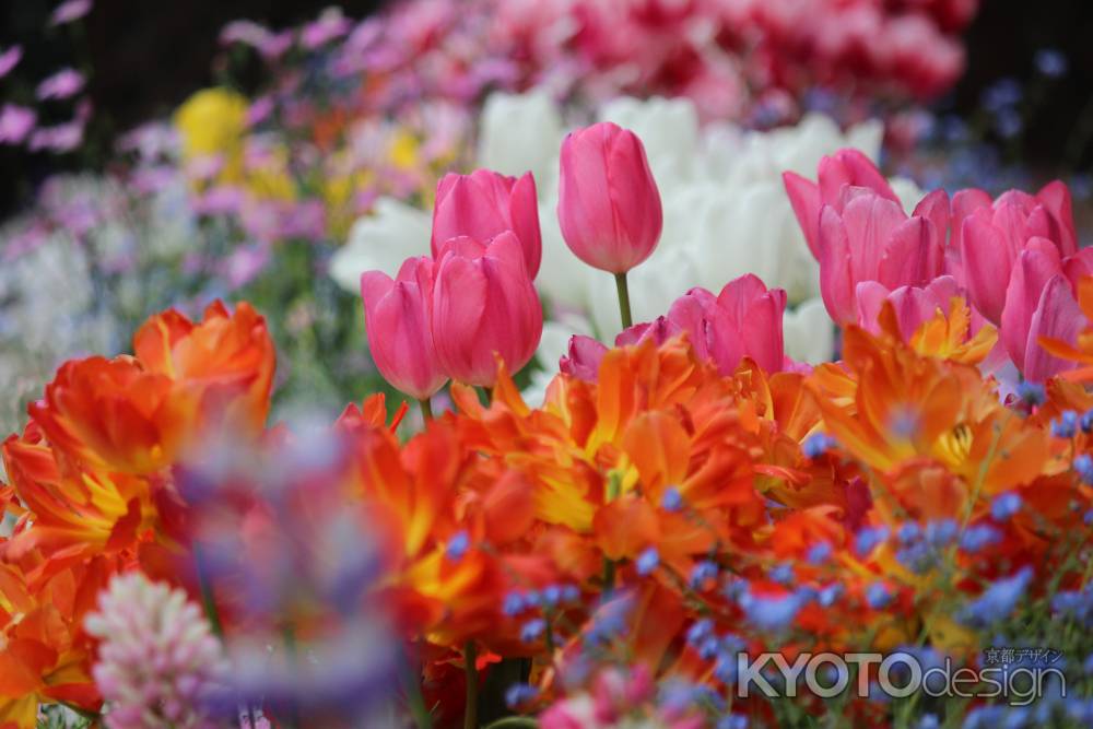 京都府立植物園春の花