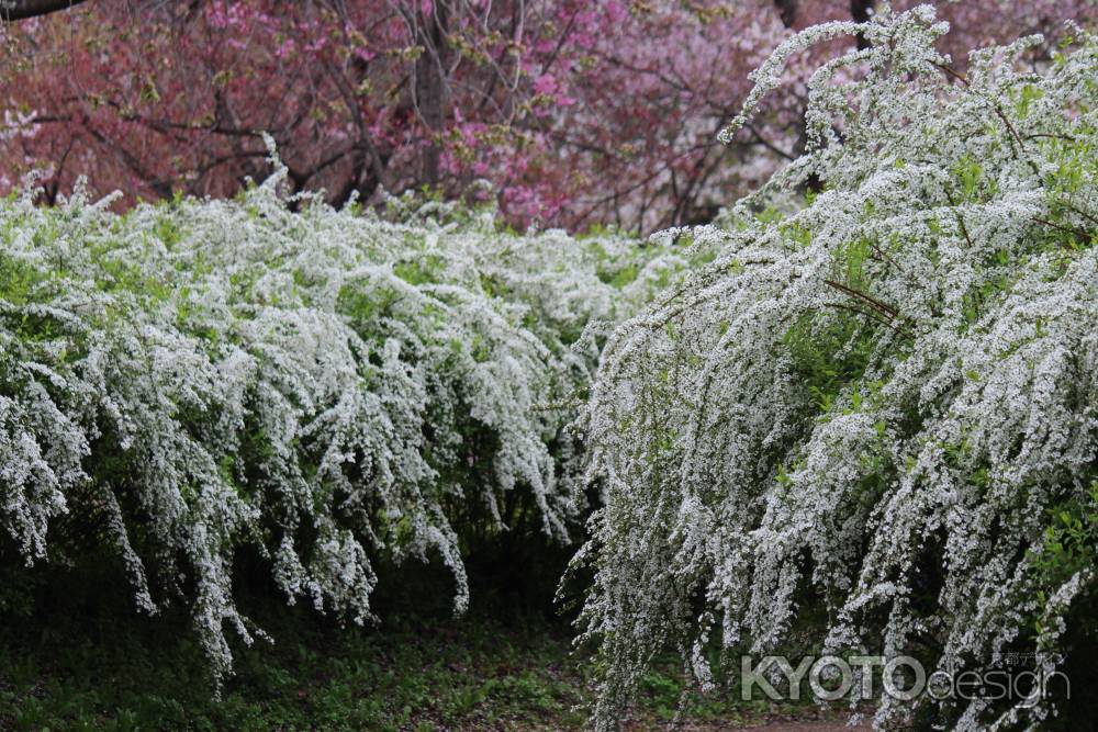 京都府立植物園春の花　ゆきやなぎ