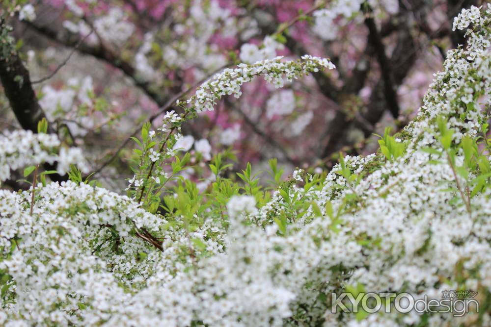 京都府立植物園春の花　ゆきやなぎ2