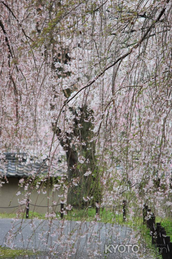 醍醐寺の枝垂れ桜