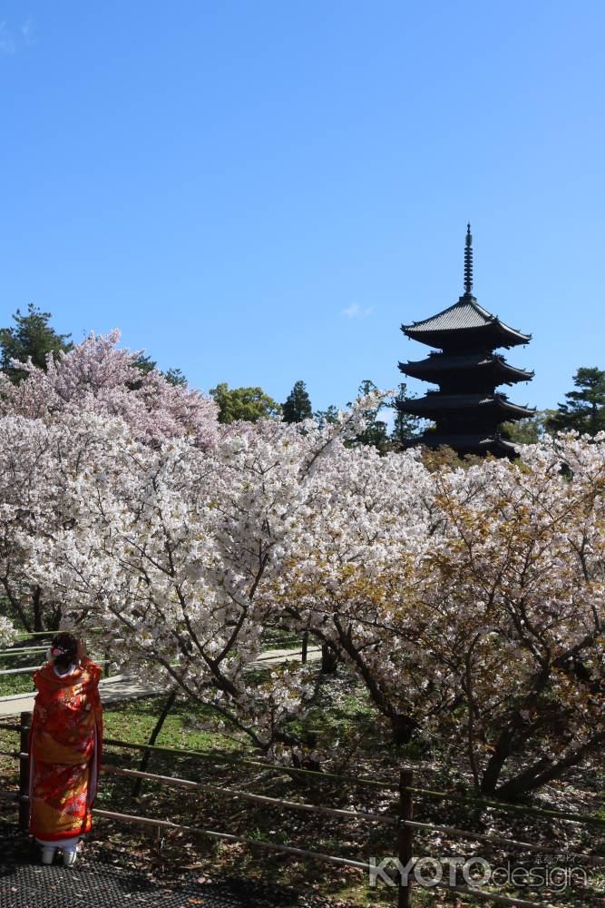 御室桜