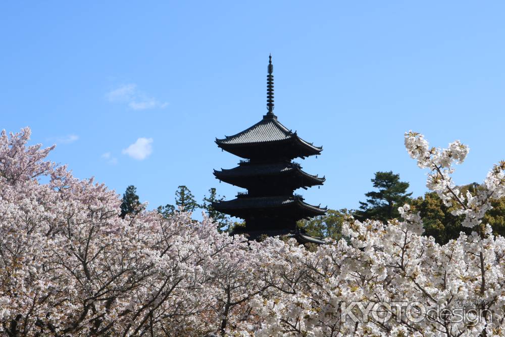 御室桜