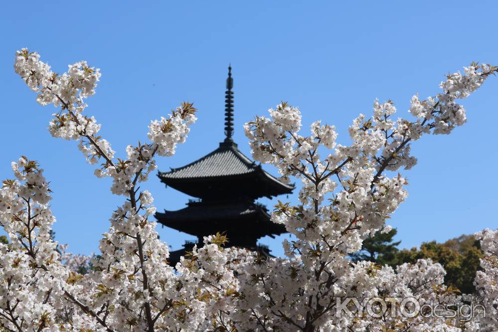 御室桜