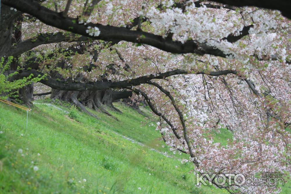 背割り堤桜