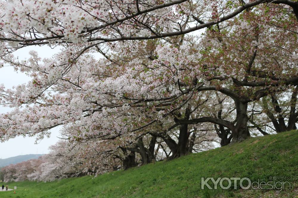 背割り堤桜2