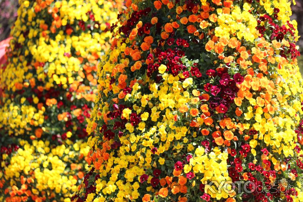 京都府立植物園春の花