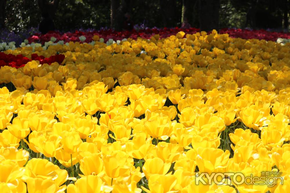 京都府立植物園春の花3