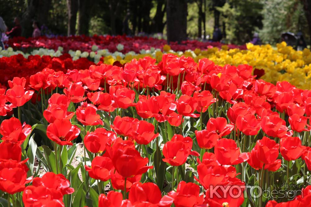 京都府立植物園春の花4