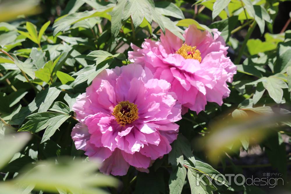 京都府立植物園春の花5