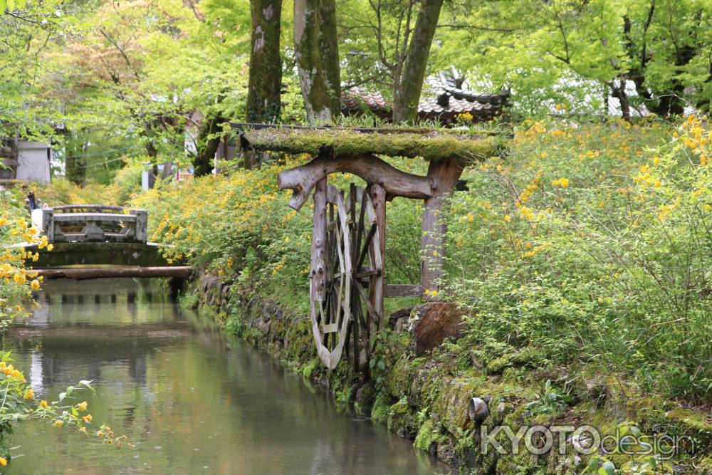 松尾大社の山吹