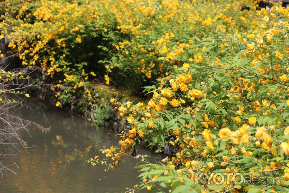 松尾大社の山吹