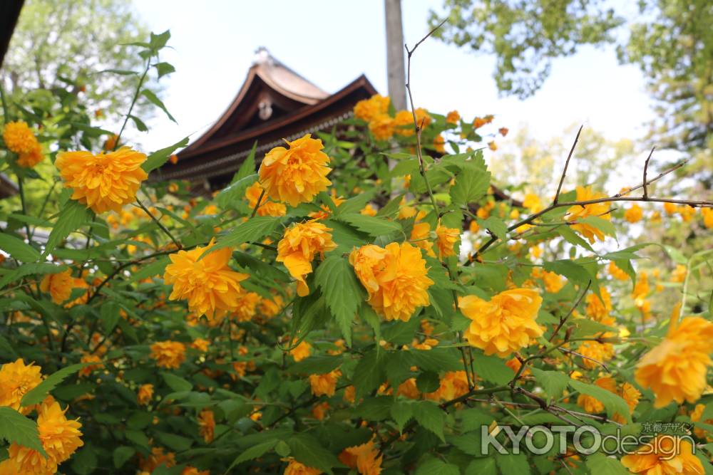 松尾大社の山吹