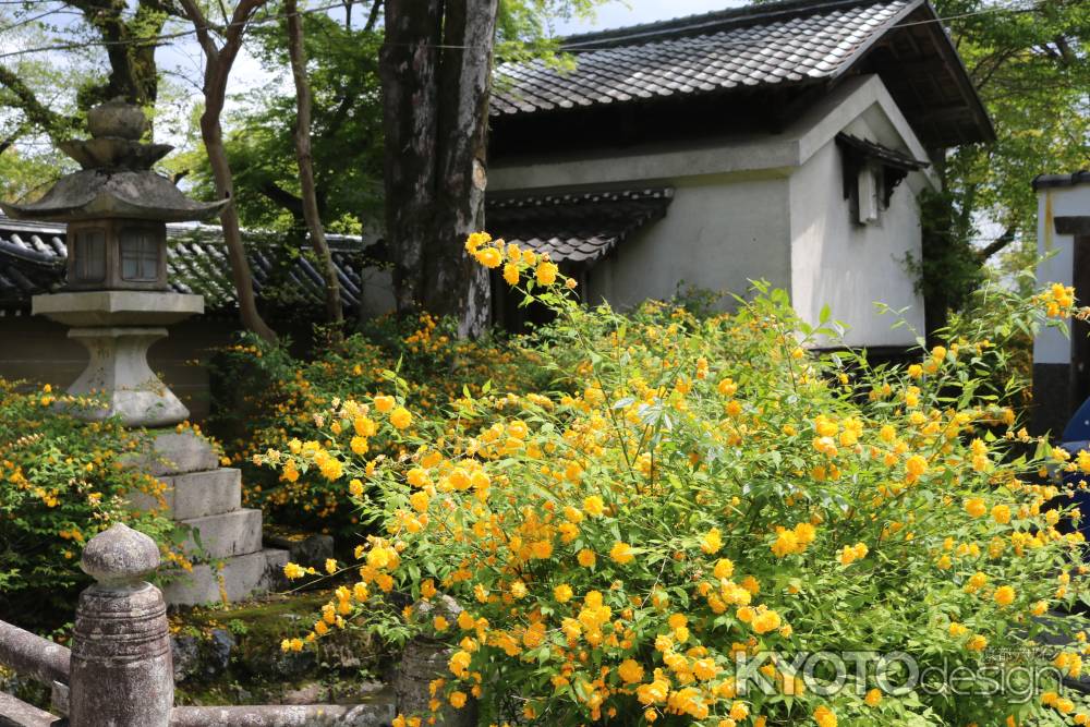 松尾大社の山吹