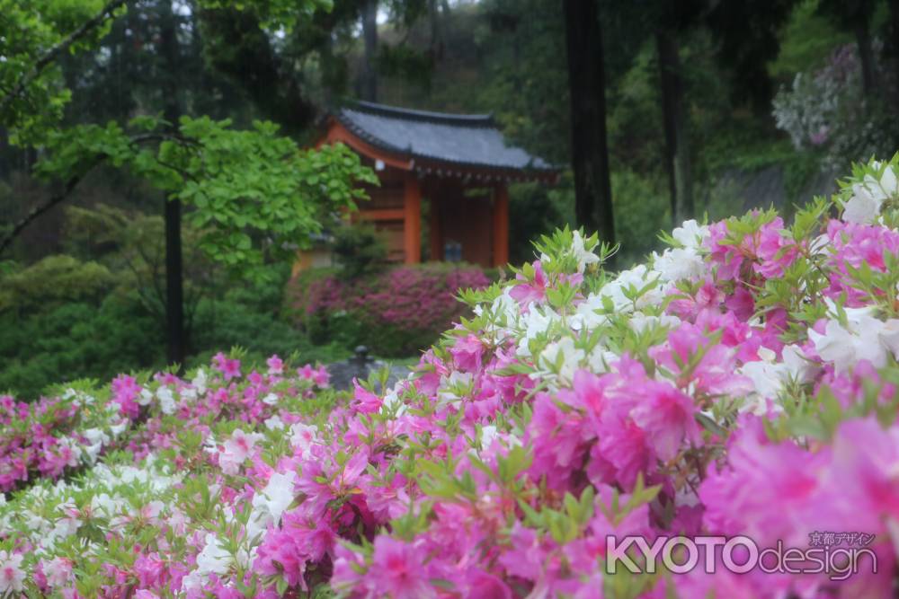 三室戸寺　つつじ4