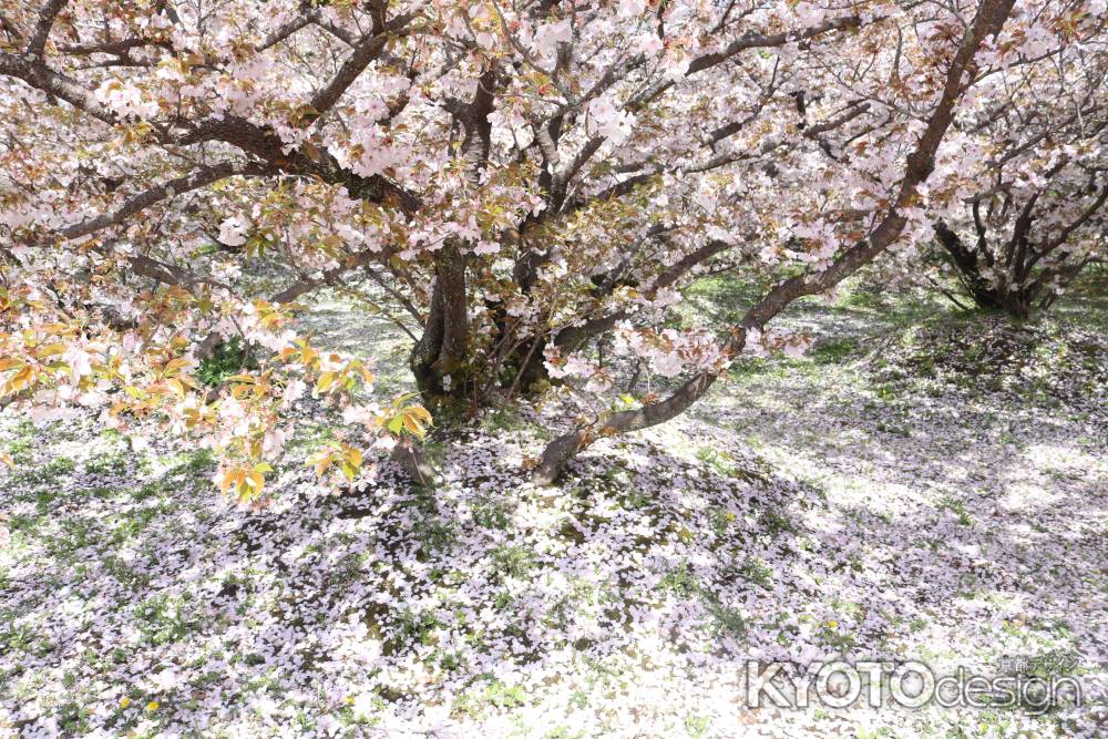 御室仁和寺　御室桜