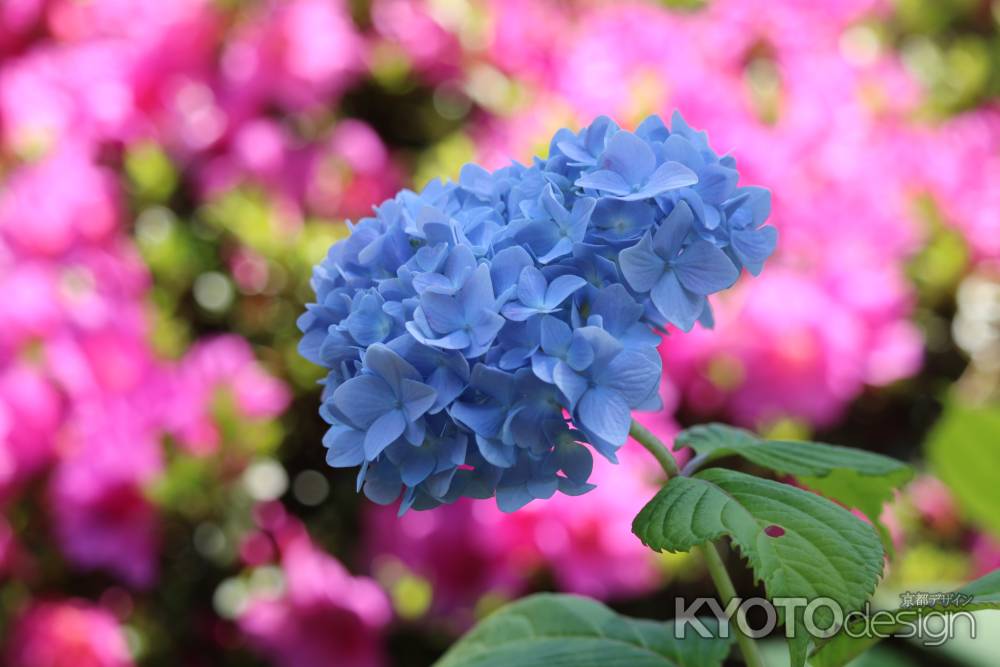 京都府立植物園春のあじさい