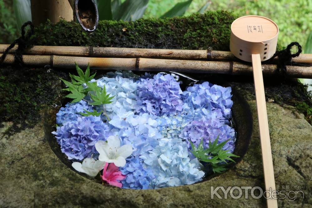 柳谷観音楊谷寺あじさい