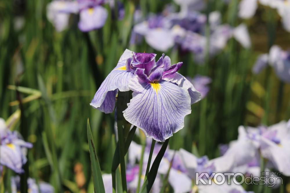 京都府立植物園の花菖蒲