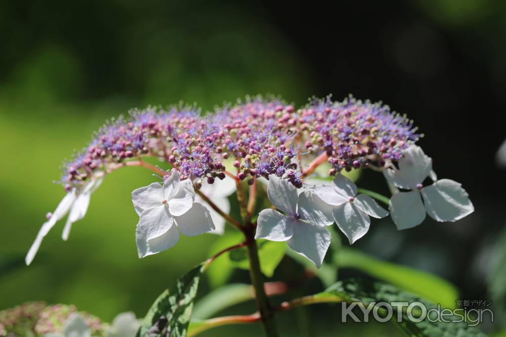 京都府立植物園のあじさい2