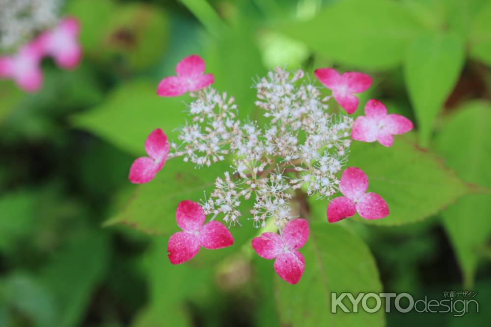 京都府立植物園のあじさい3