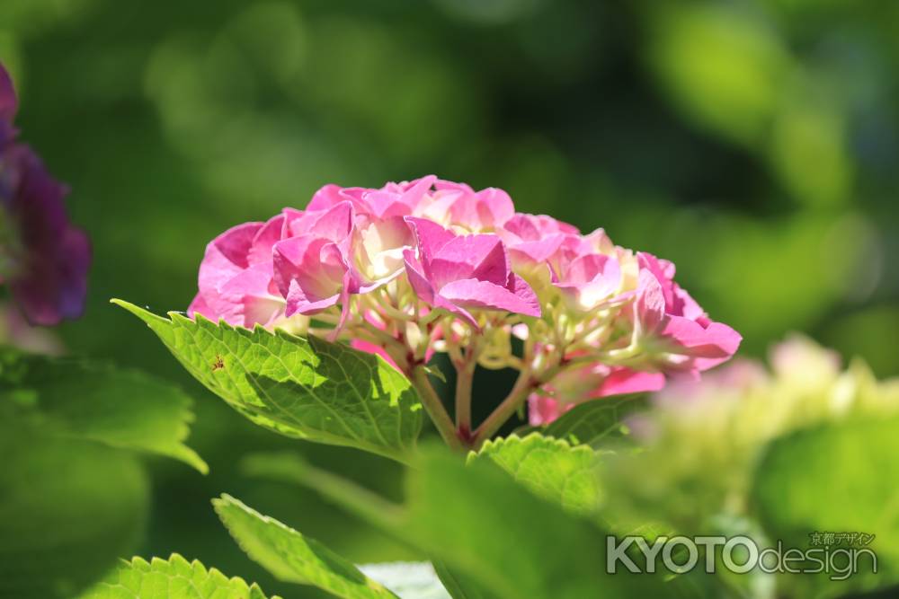 京都府立植物園のあじさい4