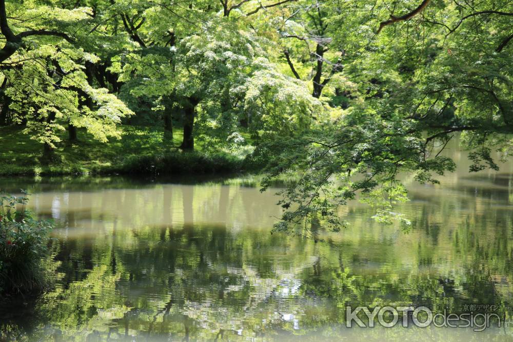 京都府立植物園新緑2