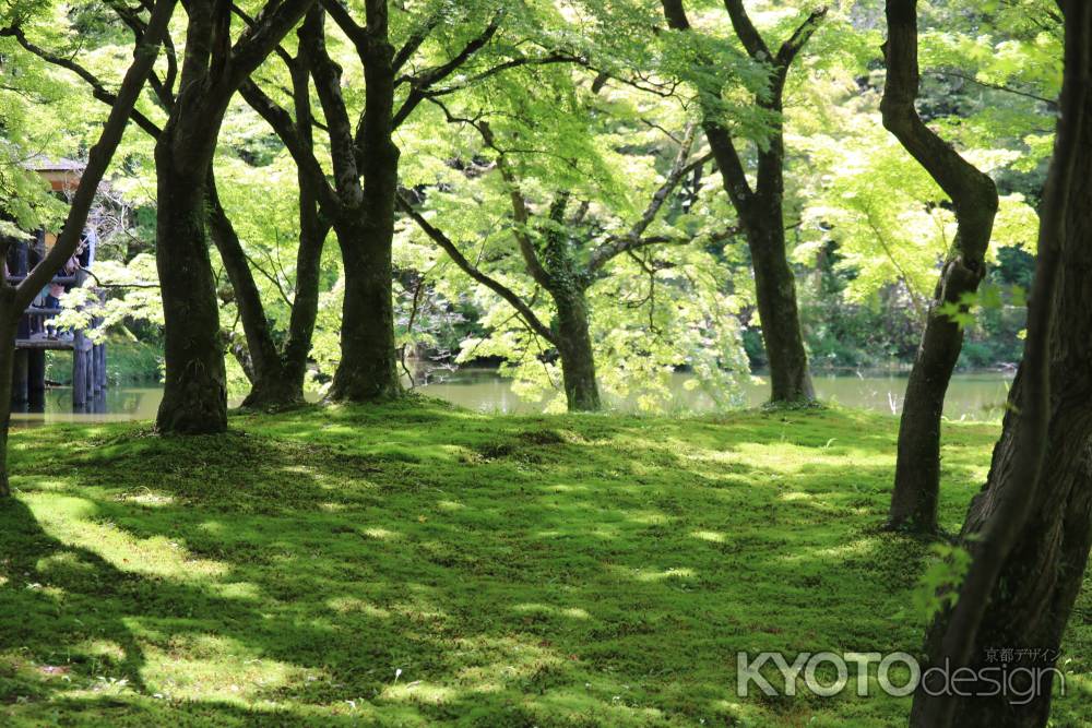 京都府立植物園新緑