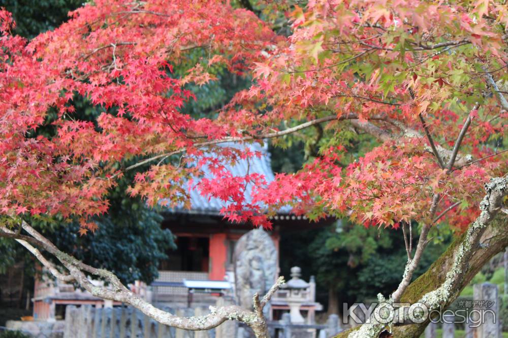 醍醐寺　不動堂と紅葉