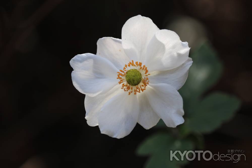 善峯寺　秋明菊