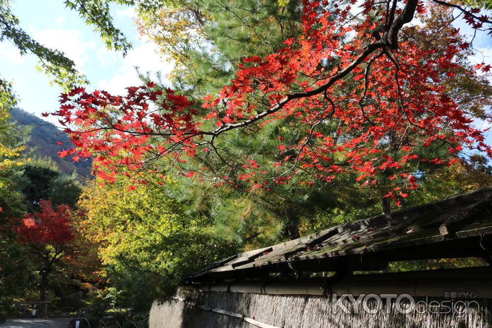 宝厳院　紅葉2