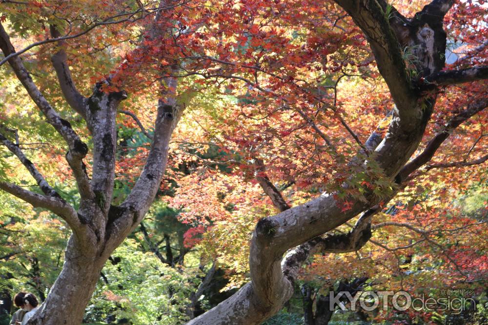 宝厳院　紅葉4