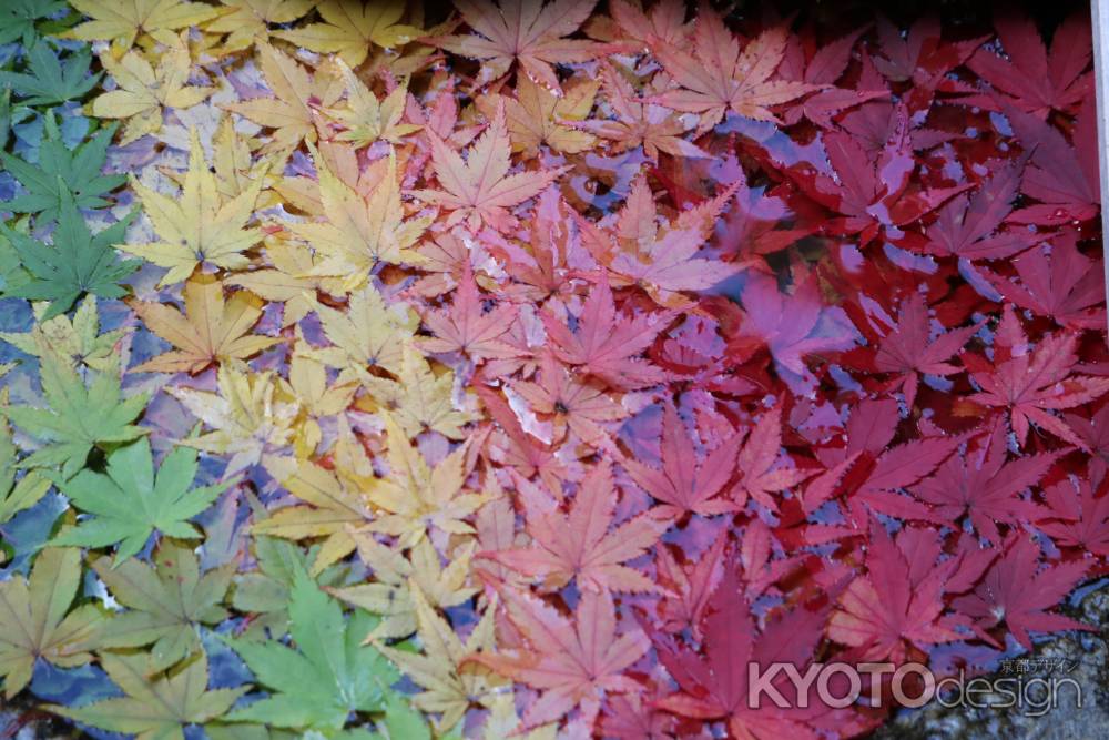 柳谷観音寺　花手水1