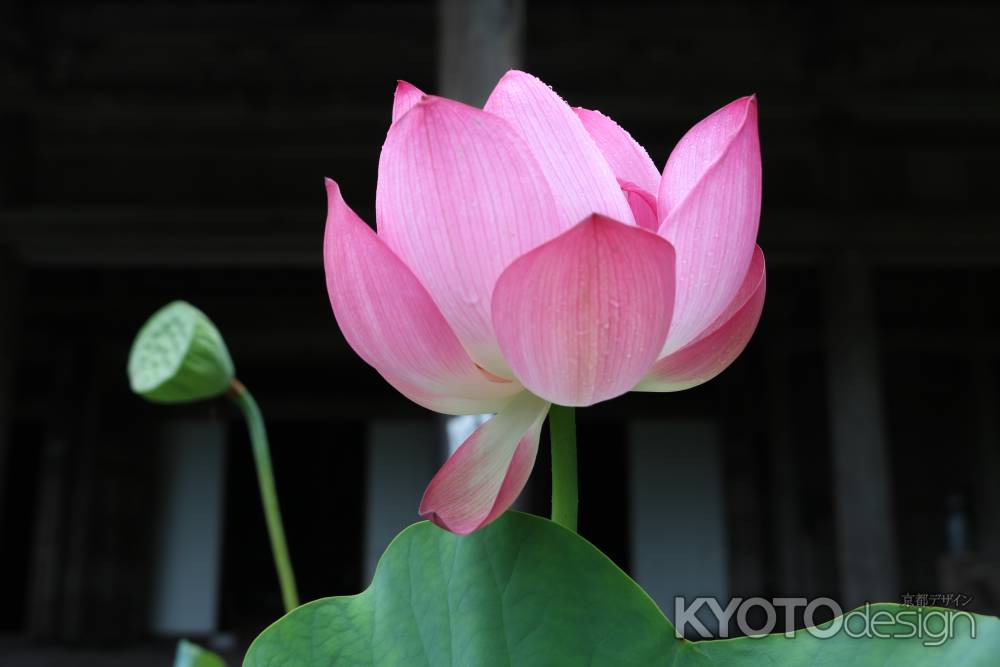 大原　勝林院の蓮の花