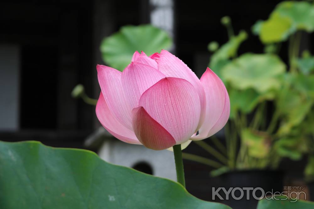 大原　勝林院の蓮の花2