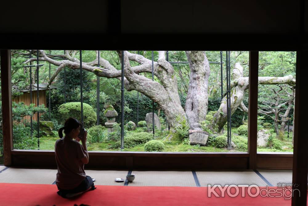 宝泉院　五葉松