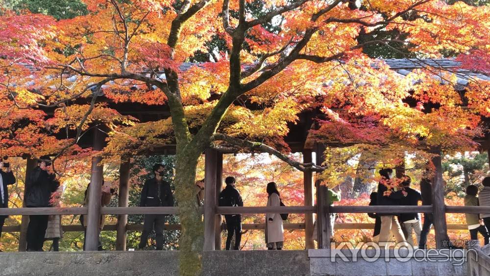 東福寺通天橋　紅葉