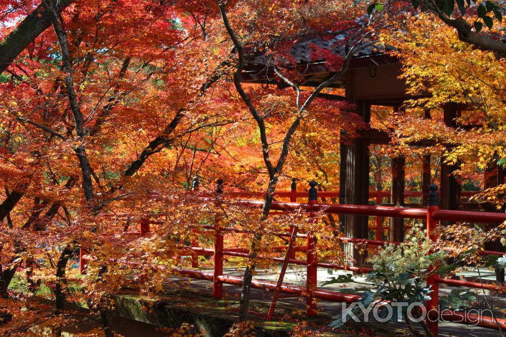 今熊野観音寺　紅葉