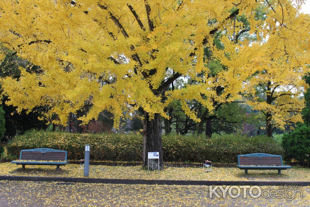 京都府立植物園　紅葉2