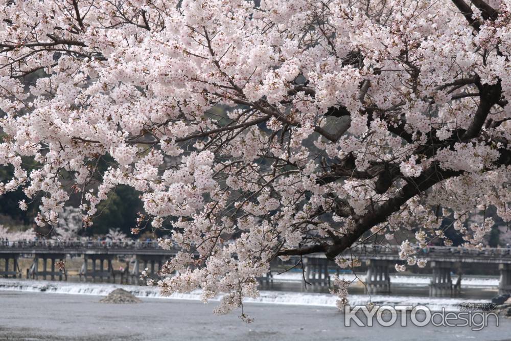 嵐山の桜3