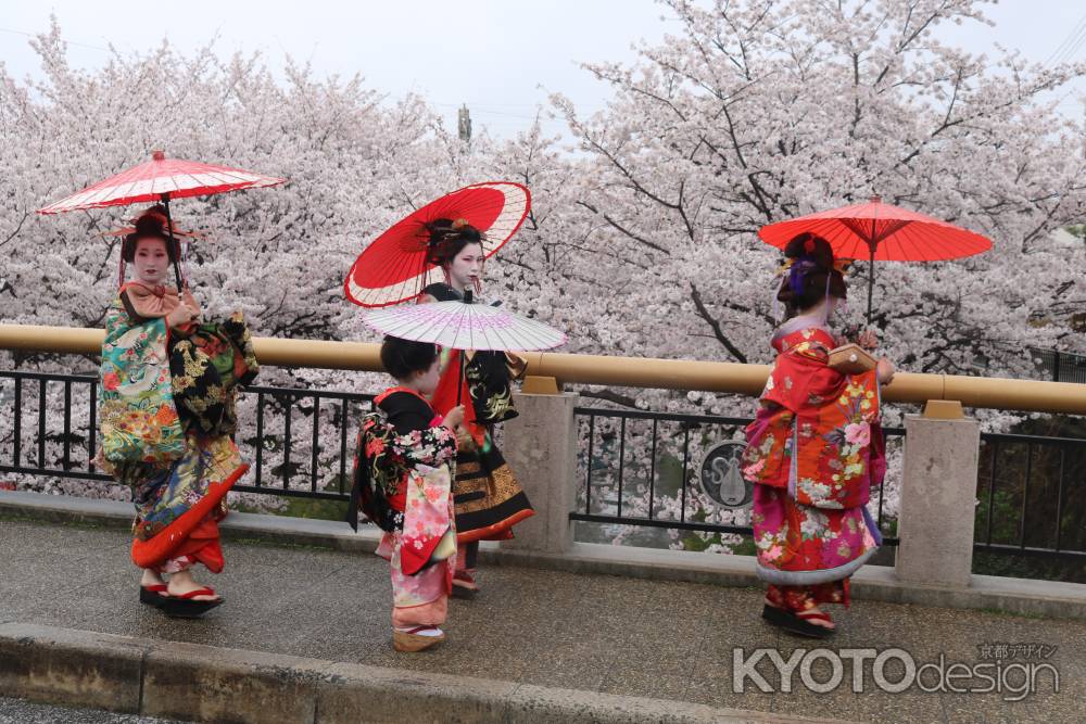 伏見十国船と桜